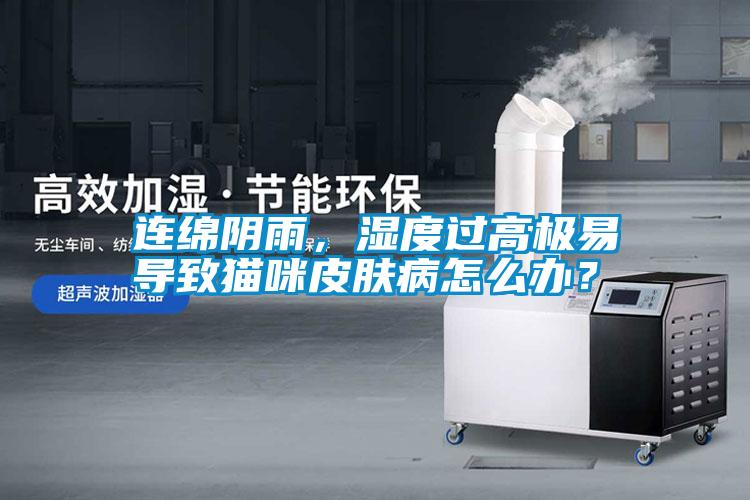 連綿陰雨，濕度過高極易導(dǎo)致貓咪皮膚病怎么辦？