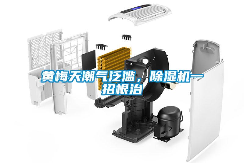 黃梅天潮氣泛濫，除濕機一招根治