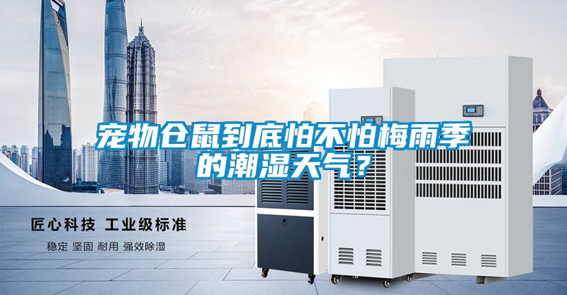 寵物倉鼠到底怕不怕梅雨季的潮濕天氣？